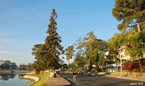 Trees in full bloom in Da Lat City - ảnh 1